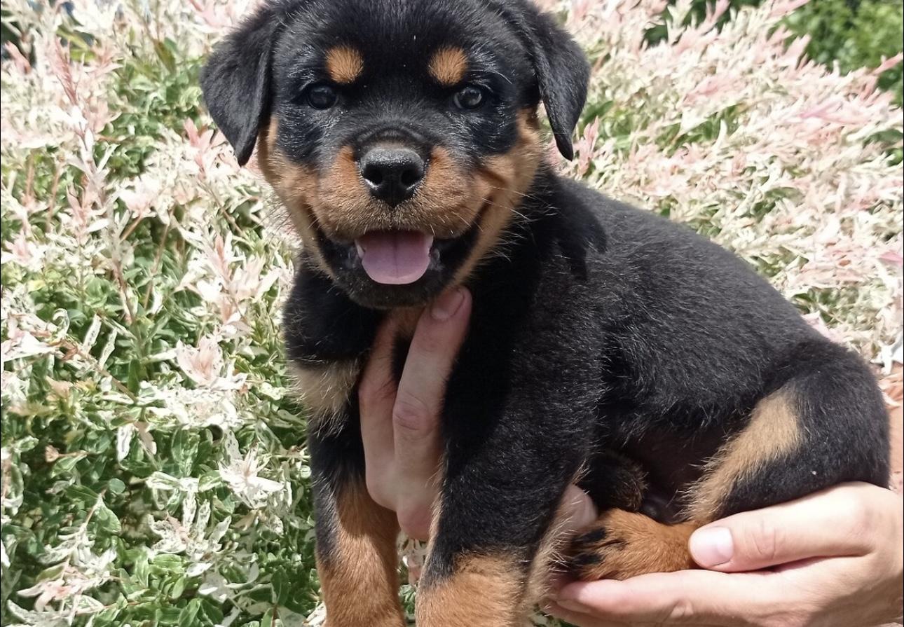 Rottweiler